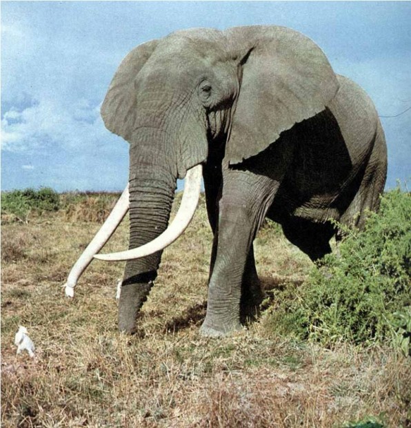 slon